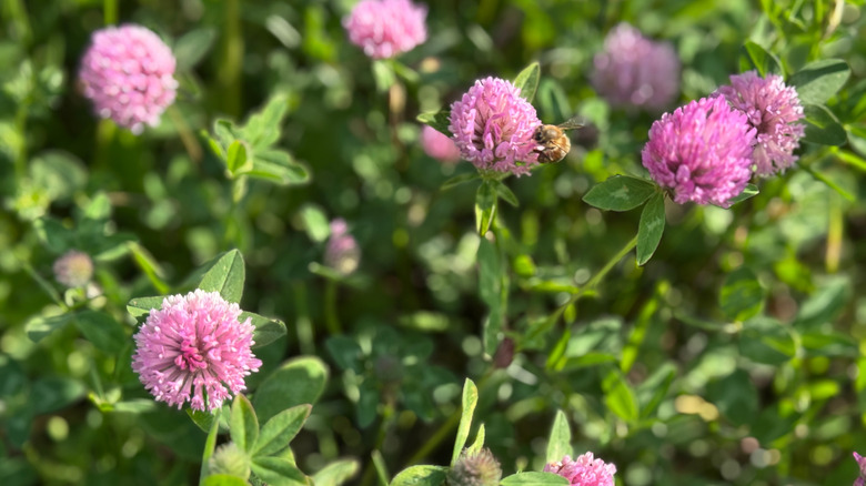 light purple clover flowers with a bee on one bloom
