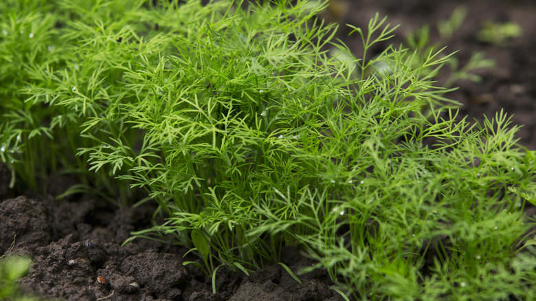 dill growing in a row