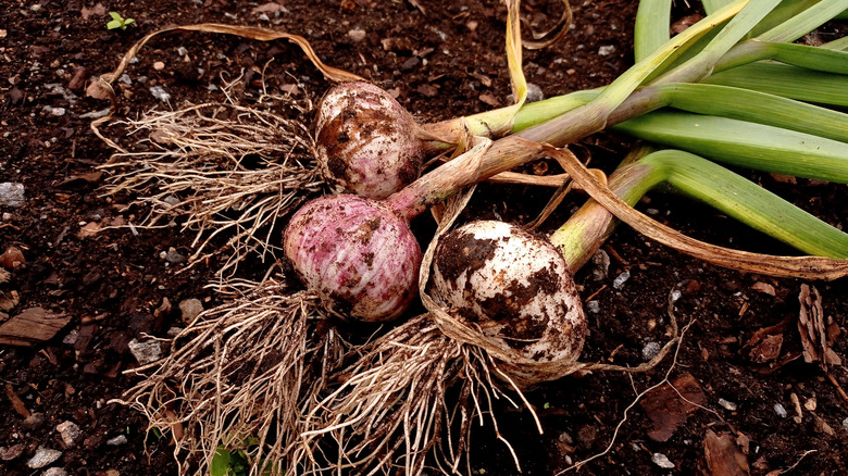 freshly harvested garlic