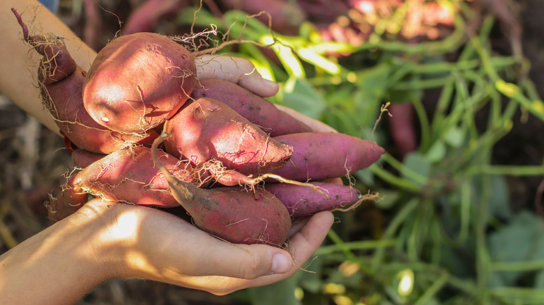 freshly harvested sweet potatoes in a persons hands