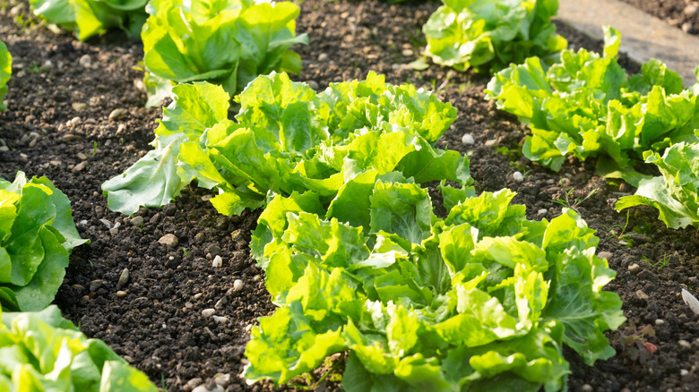 lettuce plants in a garden