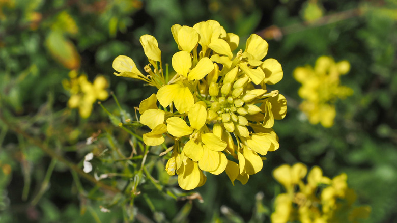 close up of mustard flower