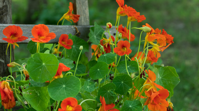 nasturtium growing against a fence