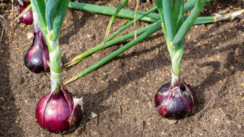 freshly harvested red onions