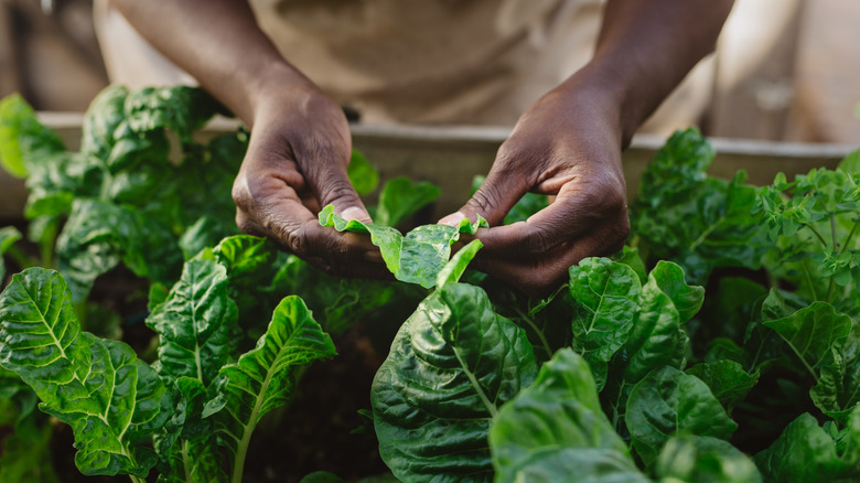 gardener inspecting a spinach leaf