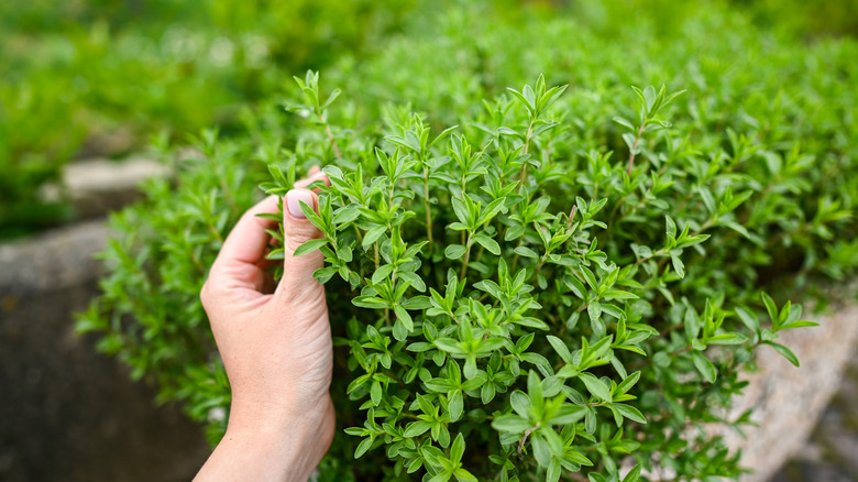 woman's hand reaching for thyme plant
