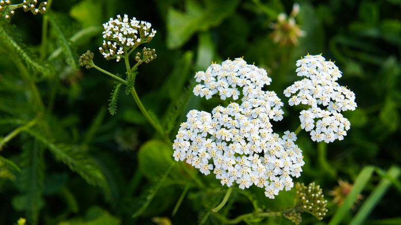 close up of a white yarrow flower