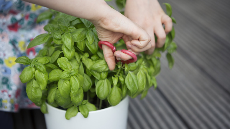 A gardener trimming a potted basil plant.