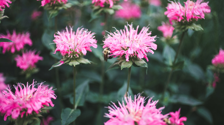 Bright pink bee balm flowers