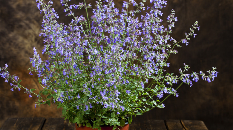 a catnip plant in a pot