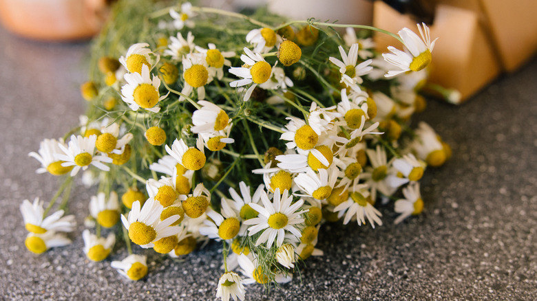 A bundle of chamomile flowers