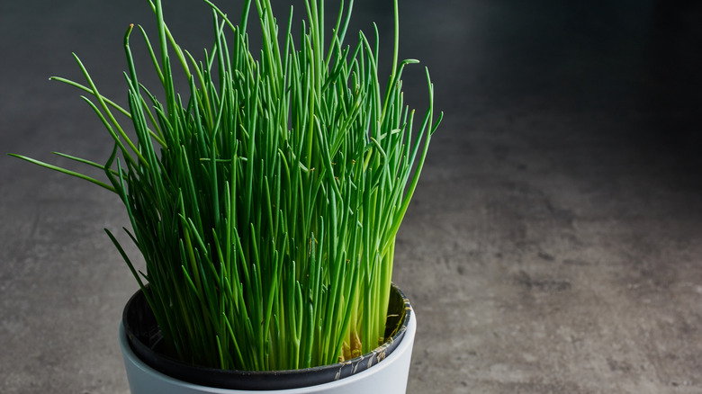 A potted chive plant