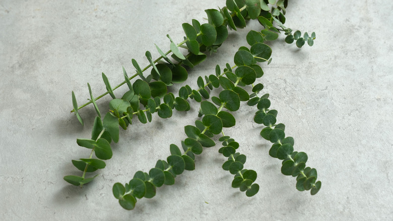 eucalyptus on counter