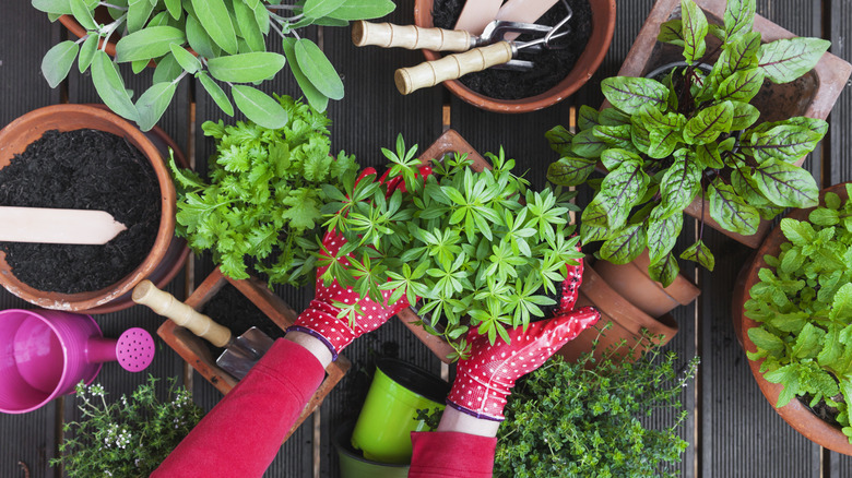 A gardener wearing red gloves working in an herb garden.