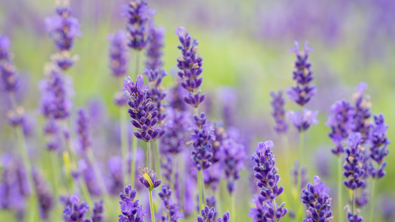 Purple lavender flowers in a field.