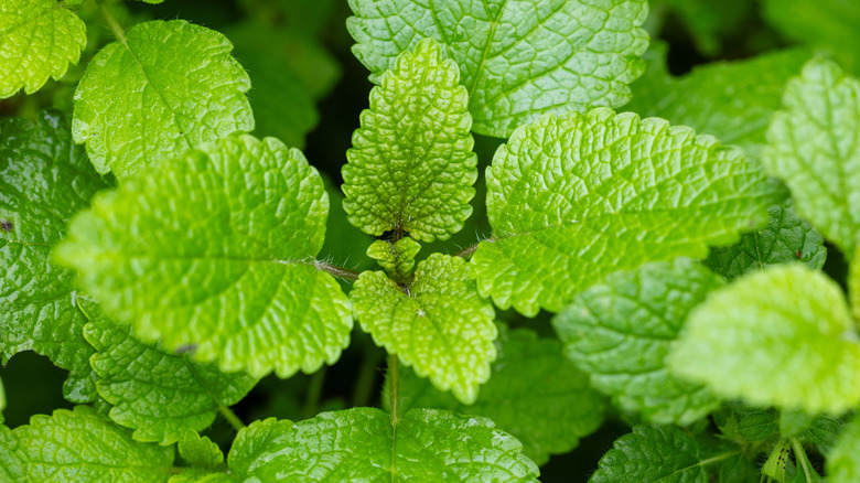 Lemon balm growing in the garden.