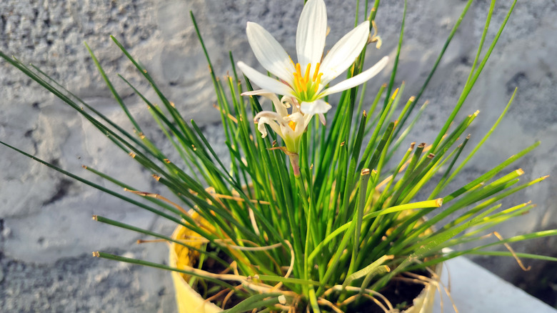 A flowering lemongrass plant kept in a pot.