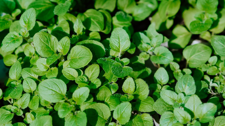 A dense patch of oregano
