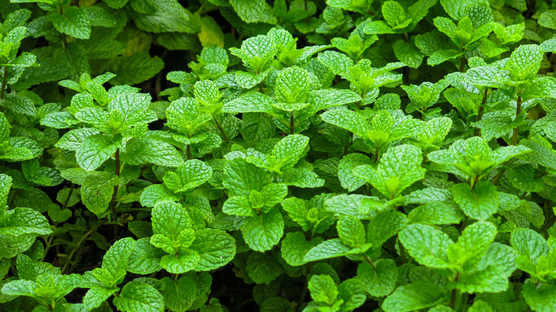 A dense mint plant with green foliage.