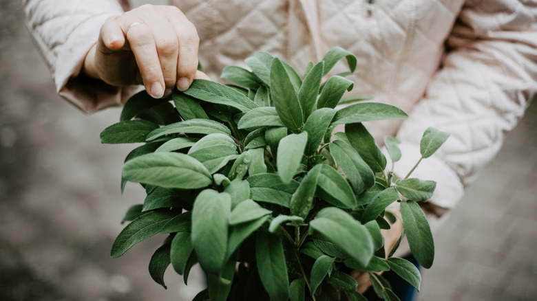A gardener picking sage leaves off a potted sage plant