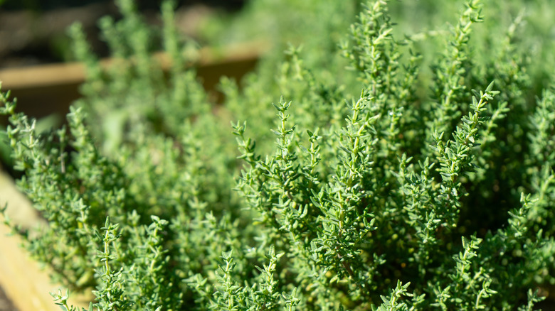 A patch of thyme growing in the garden.