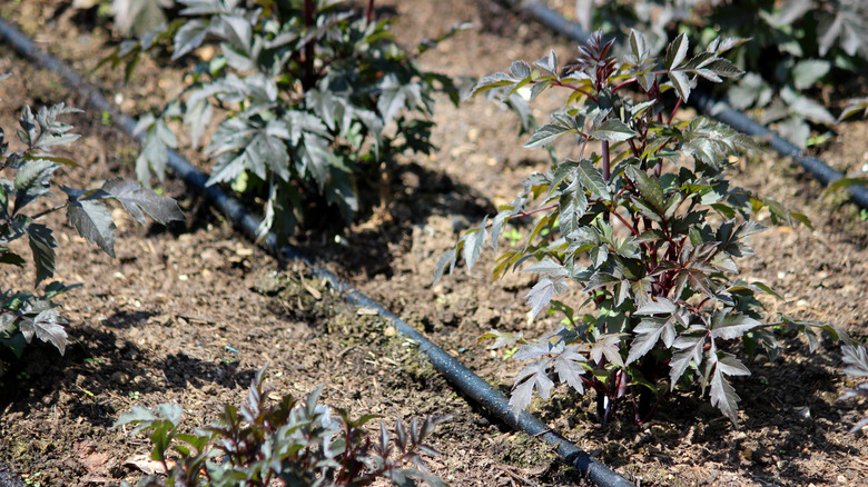 soaker hose in the garden