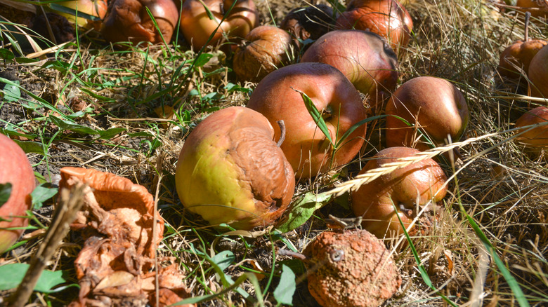 fallen fruit waiting to be picked up