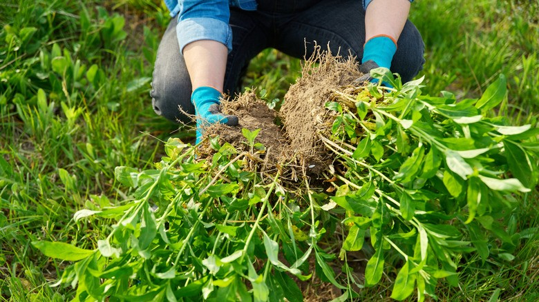 dividing plants in the garden