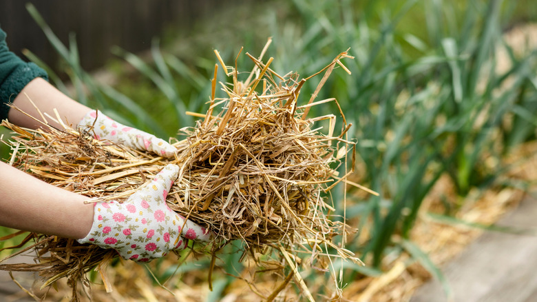 mulching in the garden
