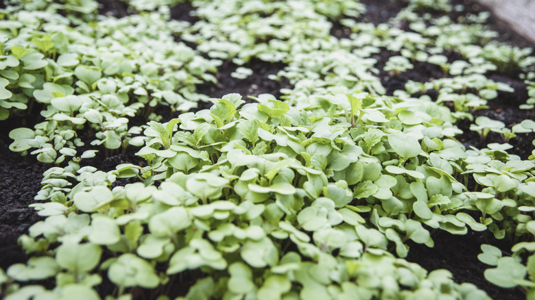 green manure growing in the garden