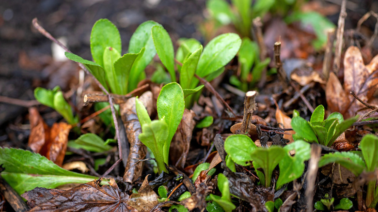 perennials with mulch around them