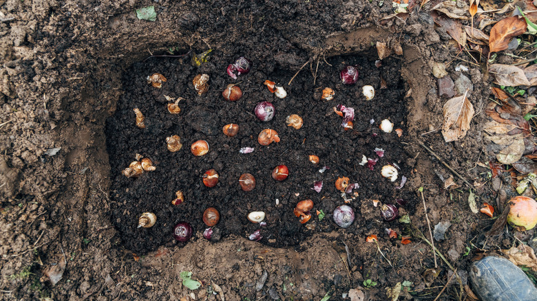 spring bulbs being planted
