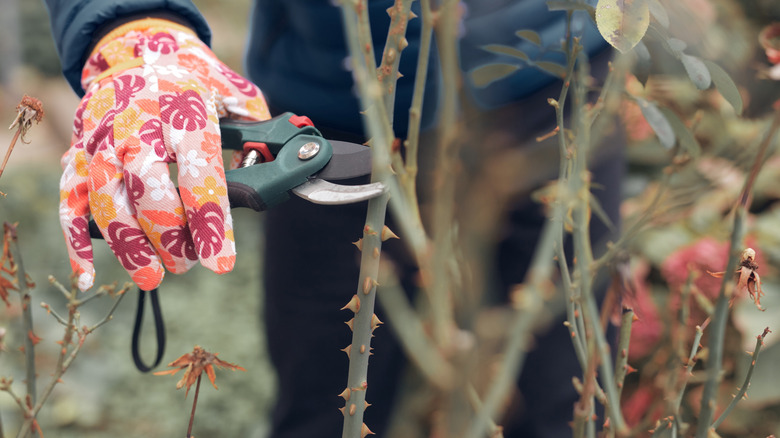 pruning in the garden