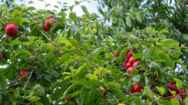 Red fruits hanging from American plum tree