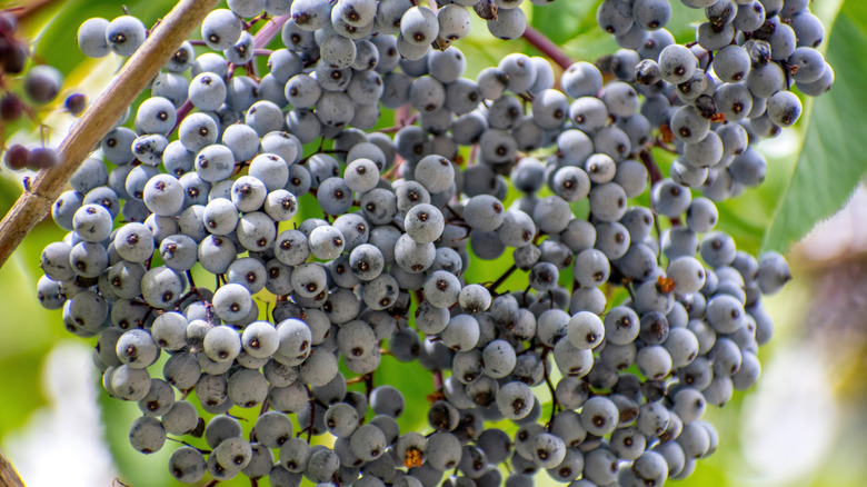 Berries hanging from blue elderberry tree