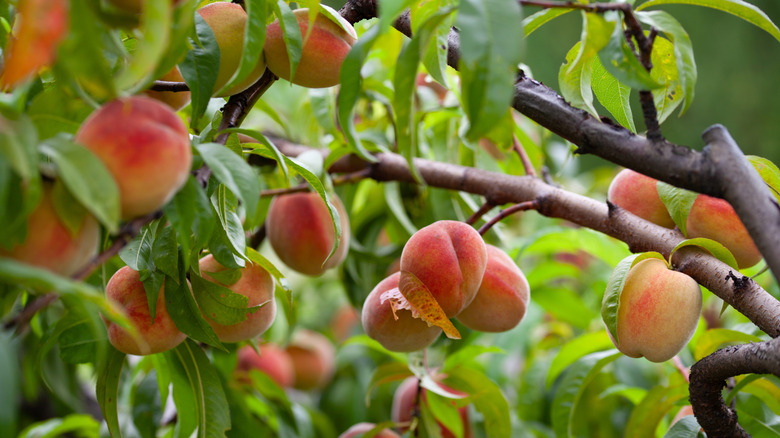 Peaches hanging from tree branches