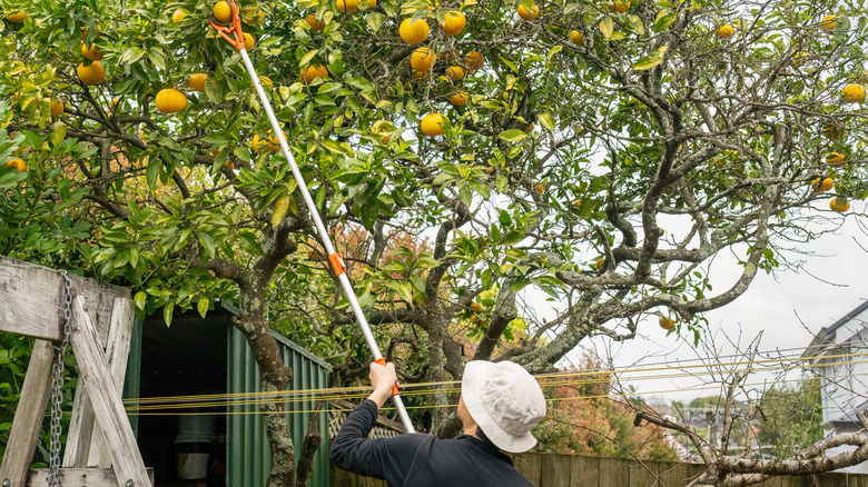 Man picking ripe fruit from tree in yard