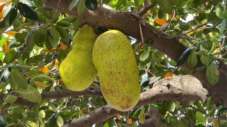 Large jackfruits hanging from a tree
