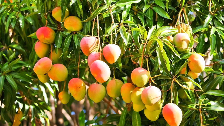 Ripe mangoes hanging from a tree