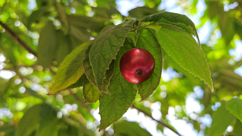 A ripe red fruit hanging from Panama berry tree
