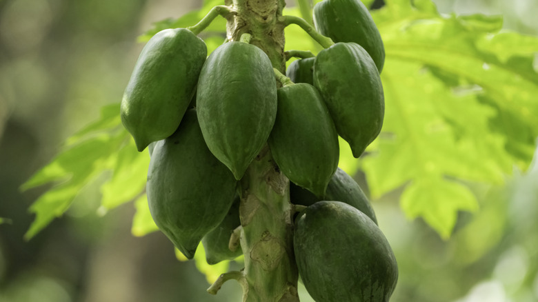 Green raw papaya fruits hanging from tree