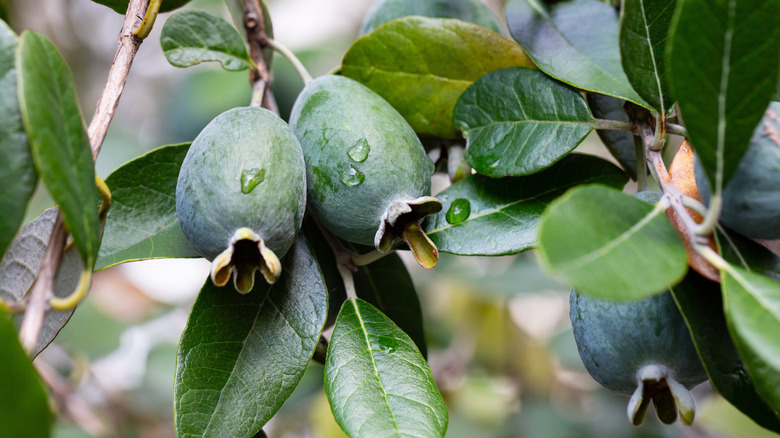 Ripe pineapple guava fruits on a tree
