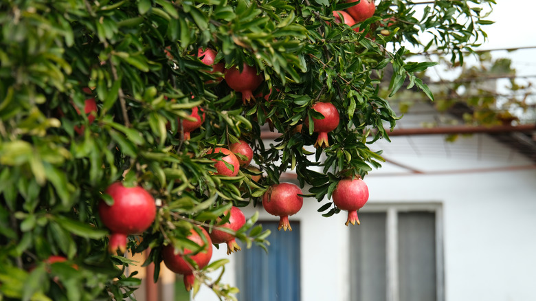 A pomegranate tree laden with fruits