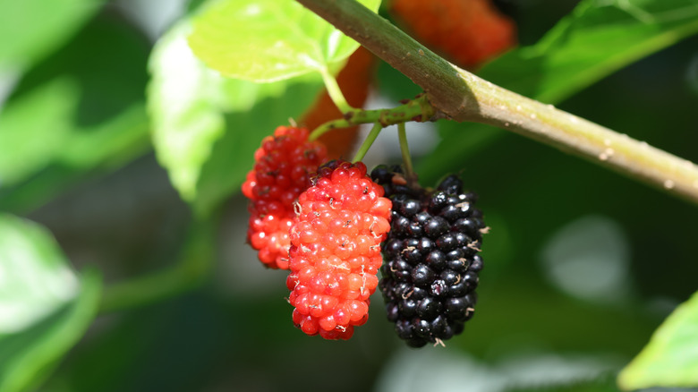 Red mulberry fruits hanging from a branch