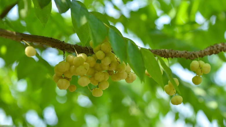 Green sour jujube fruits hanging from a tree