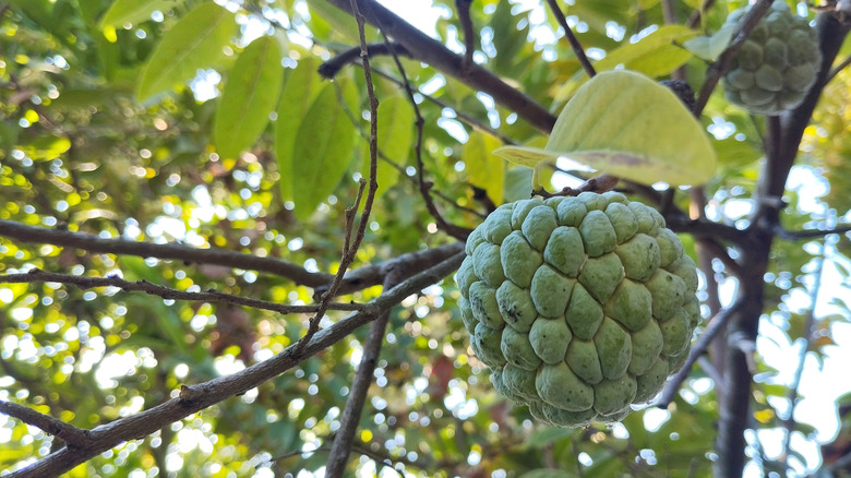 Sugar apple fruit hanging from a branch