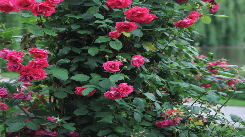 Blaze Improved red roses with lots of green foliage.
