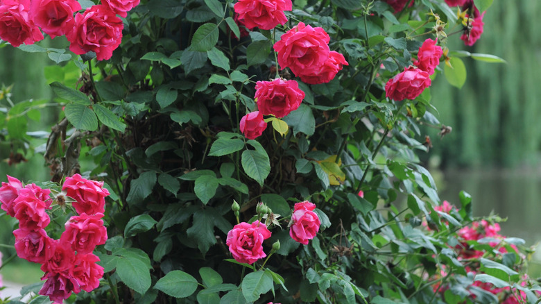 Blaze Improved red roses with lots of green foliage.