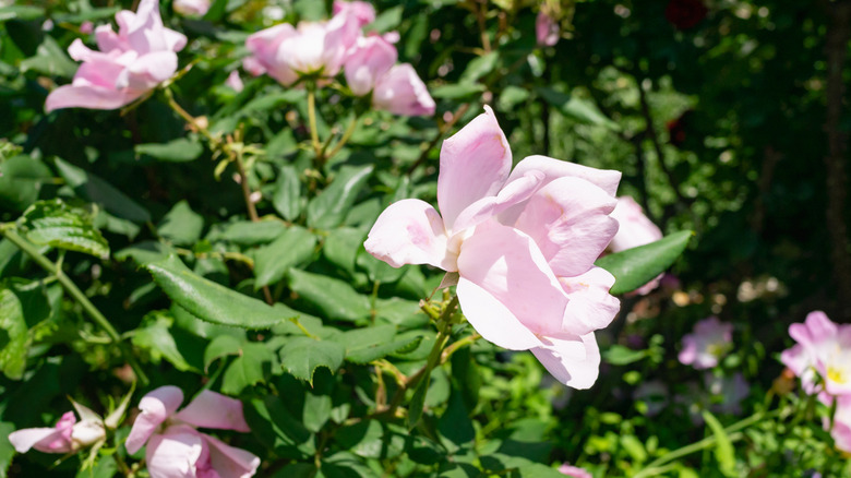 Pale pink 'Blushing Knock Out' roses in bloom with green leaves and a blurred background.