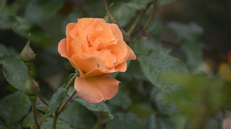 A pale peach 'Buff Beauty' rose in bloom with green foliage.